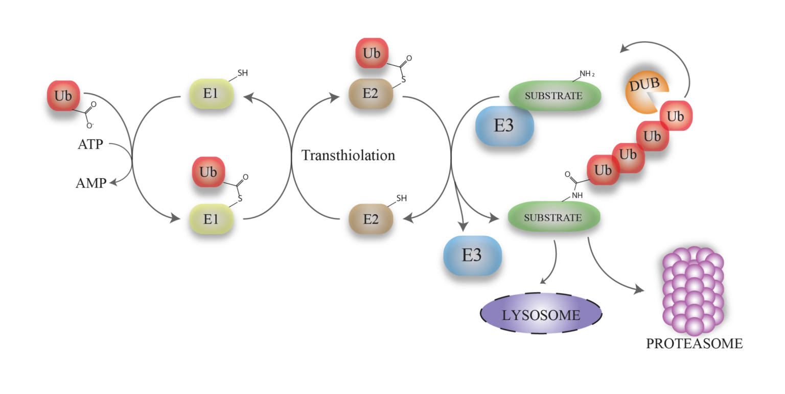 Ubiquitin Proteasome System | Progenra